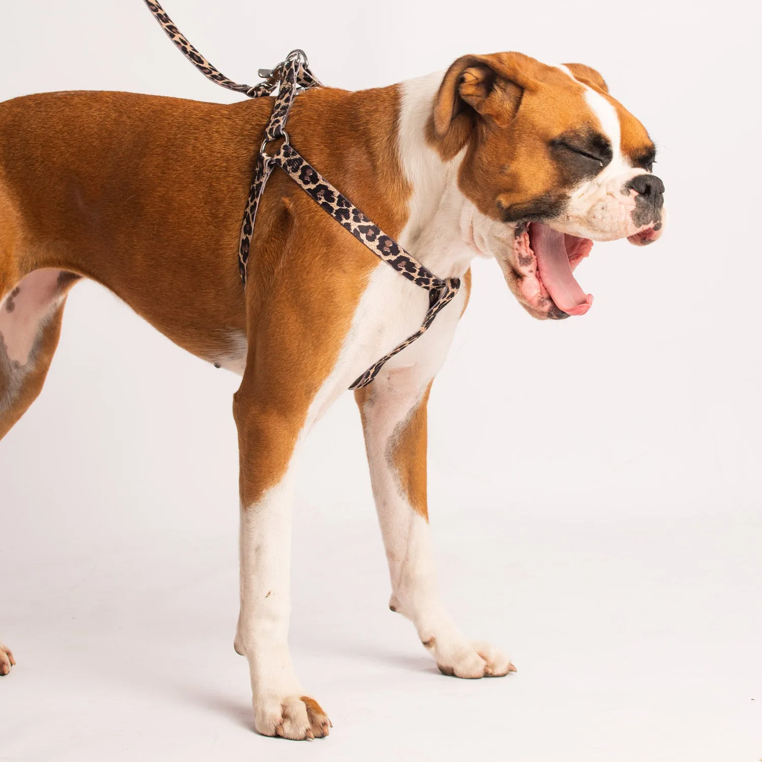 Bronte Harness