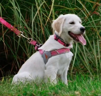 Doggy Tales Realtree Step In V Harness, Paradise Pink