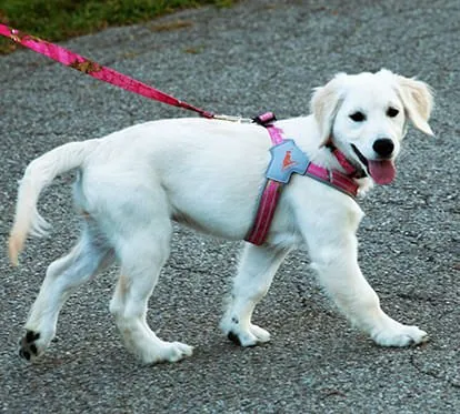 Doggy Tales Realtree Step In V Harness, Paradise Pink