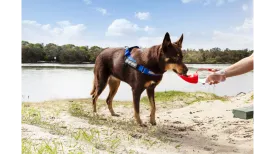 EzyDog Leaf Bottle Red