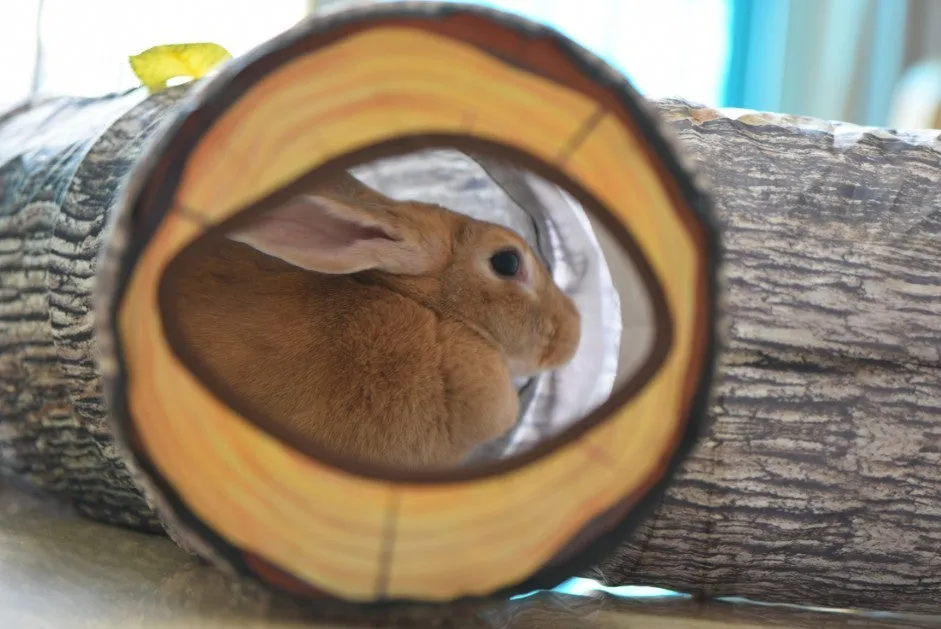 Tree Pattern Tunnel Pet Zhiyi Cat Toy